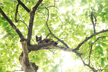 Fototapeta premium Cat Sitting and Looking Camera on Branch of Tree 