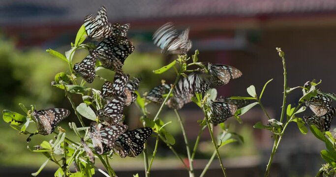 Group of blue tiger butterfly