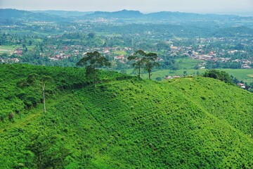 A tea farm on a top of a hill, with cloudy skies background.
