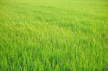 Close up of green rice field with selective focus.