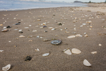 Shells Scattered on a beauiful summers beach with waves in background