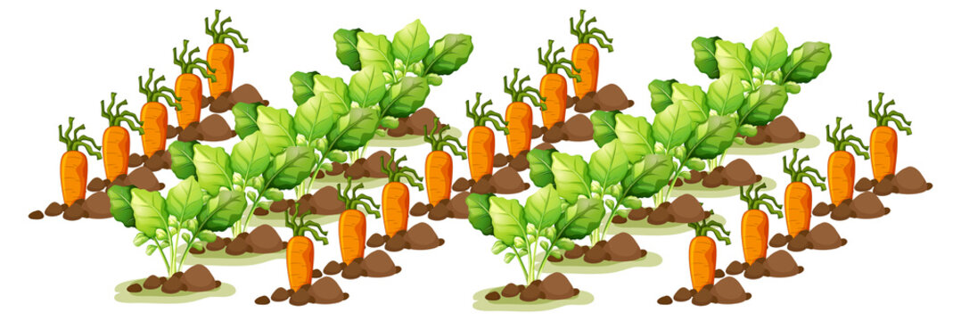 Little carrots in field farm isolated in cartoon style