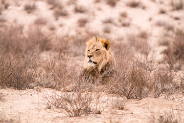 Majestic male lion lying in the low scrub of the Kgalagadi Park, Kalahari Desert, South Africa