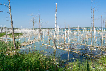 flooded dead birch forest and blue sky