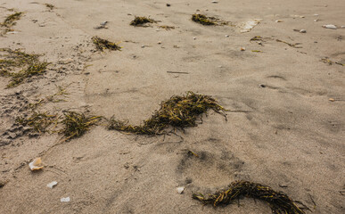 Seaweed scattered on a summers golden beach with shells