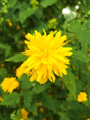 Kerria (in german Japanische Kerrie also Goldröschen) Kerria japonica