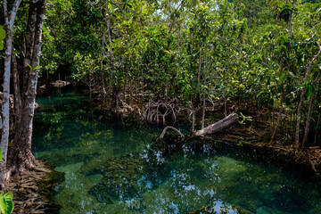 National Park in Krabi Province, Thailand with mangrove forests