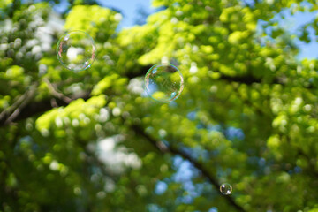 soap bubbles on a blurred background of trees
