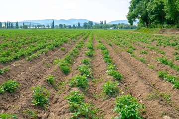 Fototapeta na wymiar landscape of a huge potato field. growing flowering potatoes. agricultural concept