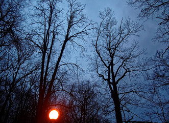 street lights among trees in winter, Moscow