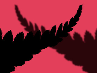 Naklejka premium Pink background with shadow of the tropical leaves. copy space, place for text and design.