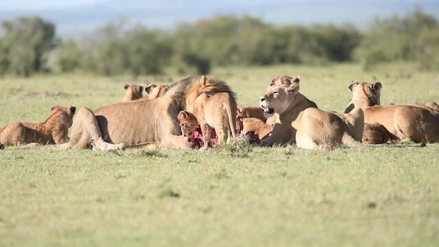 Double-cross lions pride having feast of the fresh kill they made in the early morning inside Masai Mara National Reserve during a wildlife safari
