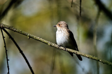 Weiblicher Trauerschnäpper ( Ficedula hypoleuca ).