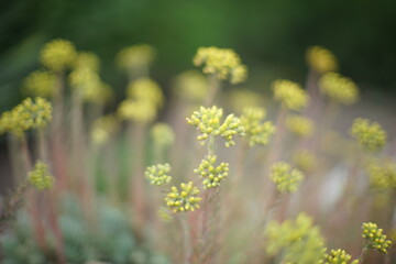 Small yellow wild flowers grow in summer garden with beautifull soft bokeh.