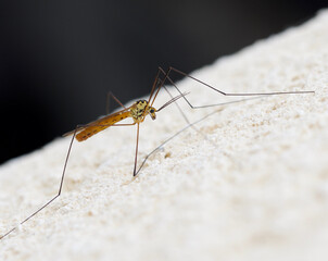 mosquito male resting on the wall