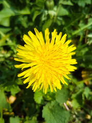 lion's-tooth also dandelion (in german Gewöhnlicher Löwenzahn) Taraxacum sect. Ruderalia