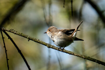 Weiblicher Trauerschnäpper ( Ficedula hypoleuca ).