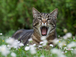 cat lying in the grass with an open mouth