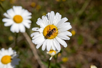 pâquerette et Syrphe ceinturé