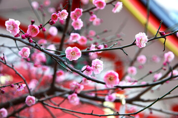 Cherry blossom or sakura at the Hanazono Jinja Shrine, Shinjuku, Tokyo, Japan.