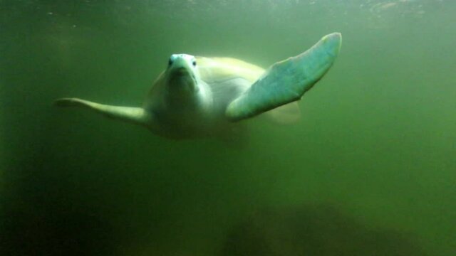 Turtle swimming in green water