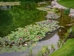 garden pond with water lilies in South Tyrol, northern Italy,Europe