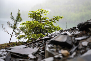 Steinbruch und Schieferpark Lehesten im Nebel