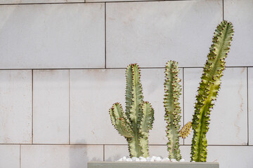 Green cacti or succulent with big needles in pots on background of a concrete wall. Interior or outdoor In Loft or Scandinavian Style. View with Copy space.