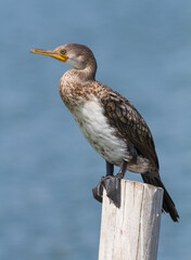 Little cormorant perching on the tree stump