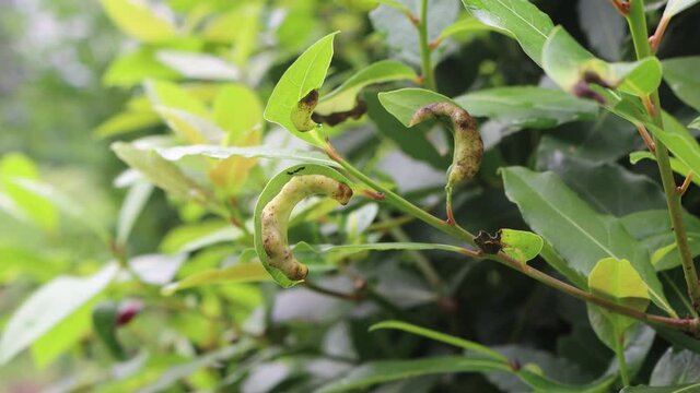 Disease on green Laurel tree leaves on branch in the garden. Laurus nobilis with illness on leaves