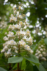 Beautiful white chestnut branch. Spring blooming tree. Smell of the spring.
