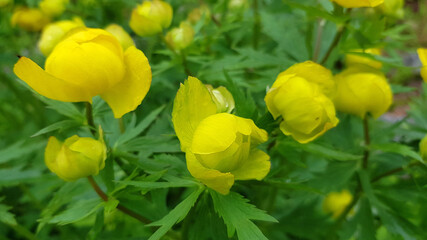 garden flower  - Trollius yellow