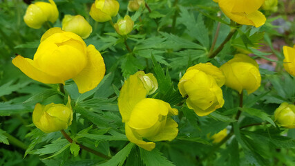 garden flower  - Trollius yellow