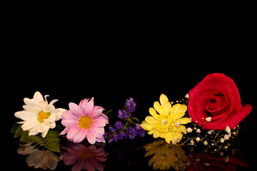 beautiful multicolored flowers on a black background
