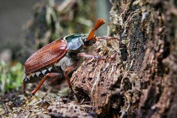 Maikäfer ( Melolontha ).