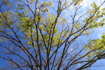 Fototapeta premium 公園の新緑の欅と青空
