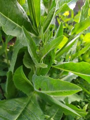 green leaves in the garden