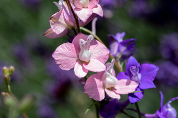 Fleurs roses et violettes