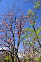 公園の咲き始めた八重桜と新緑の木と青空