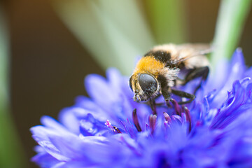 an insect Bee, close up. at a plant / flower.