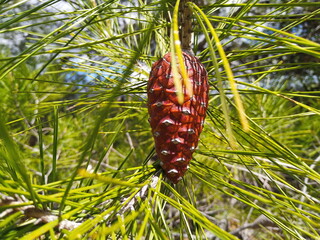 pine cones on a branch