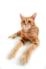 Orange cat. Portrait of tabby ginger cat over white background, wide angle. Adorable pet posing at studio. Cute domestic animal.