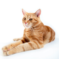 Fototapeta na wymiar Orange cat. Portrait of tabby ginger cat over white background, wide angle. Adorable pet posing at studio. Cute domestic animal.