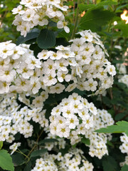 white flowers of apple