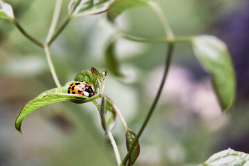 Marienkäfer auf Clematisblatt