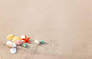 Composition with sea shells and starfish on sand. Concept of travel and vacation. Copy space
