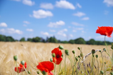 Fototapeta premium Mohn 2 