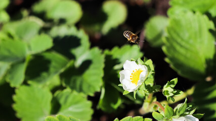 Blooming strawberry with flying bee on an organic farm