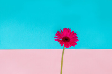 A pink flower on a blue background with rose, pop art, artistic, minimalist, decorative.