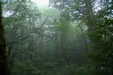 もののけ姫の森